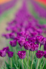 Laval, Canada - May 23 2018: Tulip farms with colorful flowers in Laval