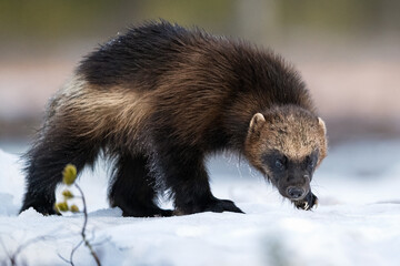 Wolverine walking on snow early in spring - 758291517