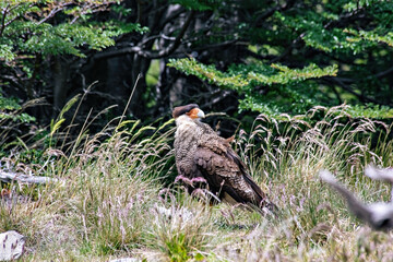 Karakare or Karkare Hawk in the woods on the way to Fitz Roy track Argentina