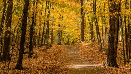 Obraz premium Bromont, Canada - October 14 2019: Colorful autumn view in Bromont mount in Quebec Canada