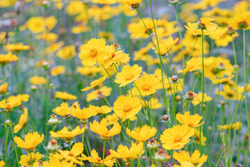 Field of yellow flower Coreopsis lanceolata, Lanceleaf Tickseed or Maiden's eye blooming in summer. Nature, plant, floral background. Garden, lawn of lance leaved Coreopsis in bloom