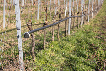 Tröpfchenbewässerung im Weinanbau
