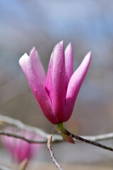 Fototapeta premium モクレン 紫木蓮