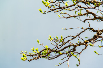 Montreal, Canada- May 14 2017; Plants and bonsai in Botanical Garden in Montreal