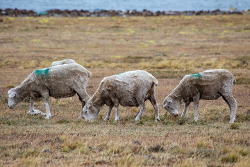 Obraz na płótnie Canvas Herd of sheep on a grasslands of Tierra del Fuego, Argentina