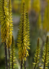 Flowering Aloe vera, the true aloe, commercially significant plant on Canary Islands, 
natural macro floral background