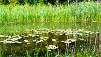 Laval, Canada - May 23 2018: Tulip farms with colorful flowers in Laval