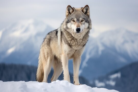Portrait of a snow mountain wolf
