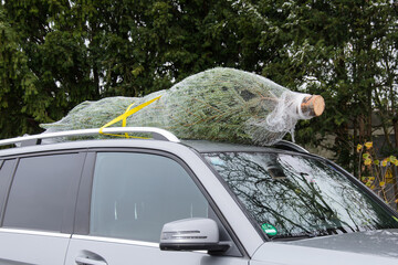 Securing a Christmas tree to car roof.