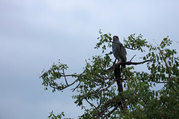 Lizard buzzard in Kruger National Park, South Africa