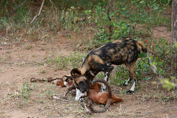 African wild dog pack consuming a  antelope in Kruger National Park, South Africa
