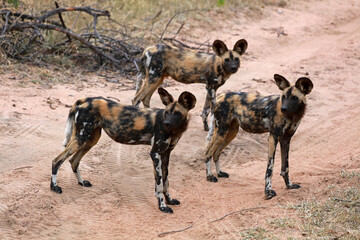 African wild dog pack in Kruger National Park