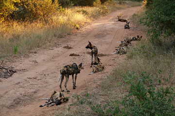 African wild dog pack in Kruger National Park