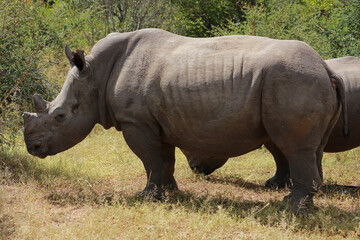 Rhinos in Kruger National Park, South Africa