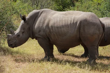 Foto op Plexiglas Rhinos in Kruger National Park, South Africa © bayazed