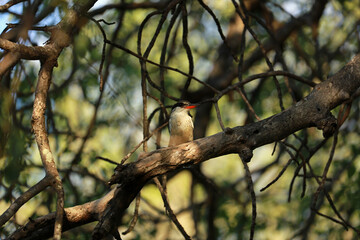 Striped kingfisher in Kruger National Park, South Africa