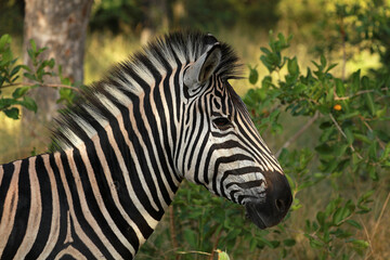 Fototapeta na wymiar Plains zebra in Kruger National Park, South Africa