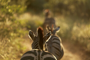 Plains zebras in Kruger National Park, South Africa