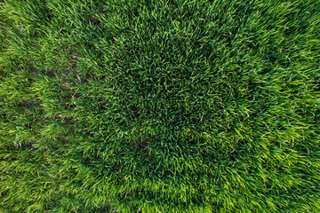 Drone view of green meadow field. Nature abstract background