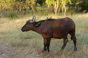 Naklejka na ściany i meble African buffalo in Kruger National Park, South Africa 