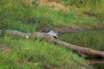 Pied kingfisher with catch in Kruger National Park, South Africa