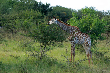 South African giraffe, Kruger National Park, South Africa