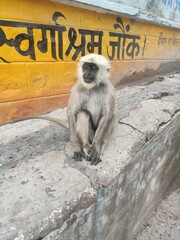 Singe indien posé sur un coin, dans un village urbain, en train de regarder le paysage, animal...