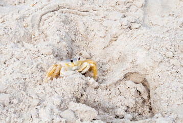 An Atlantic Ghost Crab (Ocypode quadrata) in the sand at Assateague Island National Seashore,...