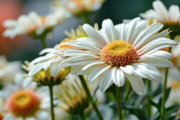 Blossoming Daisy Delight: Close-up Floral Detail in Soft Spring Hues
