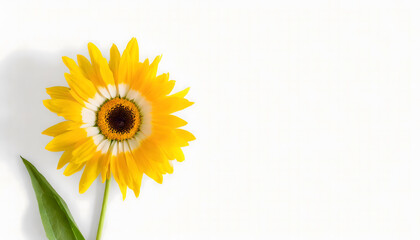Sunflower with white background, empty space to text