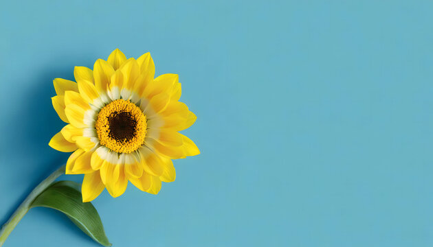 Sunflower with turquios background, empty space to text