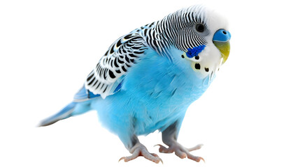 Blue budgie isolated on white background. Budgerigars bird or wavy parrot