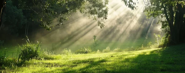 Foto op Canvas Panorama of a cool green forest exposed to sunlight © BISMILAH