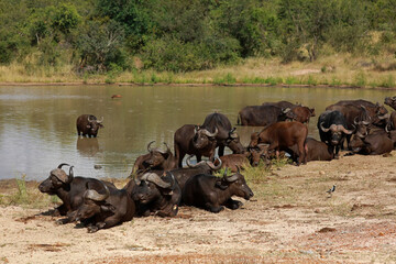 A herd of African buffalos in the Kruger National Park, South Africa