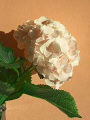 Soft pink flower on peach background. Hydrangea or hortensia buch on peach background. Peach...