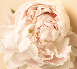 Makro of pink peony flower on peach background. Pink rose. Peach aesthetic. Closeup of blooming flower and petals. Pastel peach colors. Spring bouquet. Love, romantic. Peach aesthetic. Trendy color.