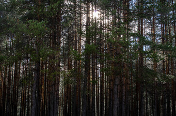 forest in the morning