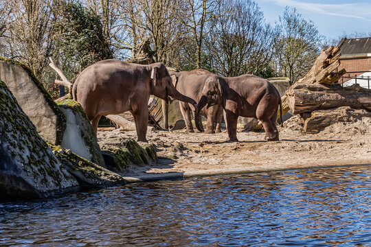 Elephant in Amsterdam Artis Zoo. Amsterdam Artis Zoo is oldest zoo in the country. Amsterdam, the Netherlands.