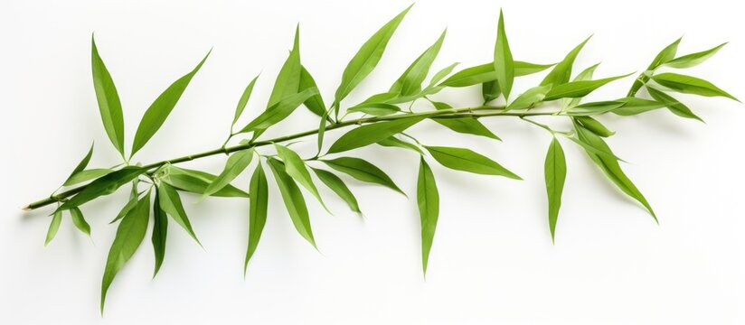 A closeup image of a vibrant green bamboo twig with leaves, showcasing the beauty of this terrestrial plant against a clean white background