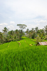 Rice fields and jungles at Bali island, Indonesia
