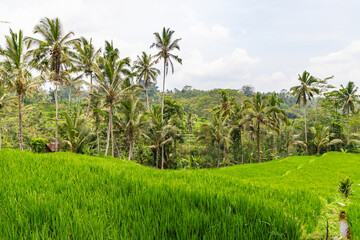 Fototapeta na wymiar Rice fields and jungles at Bali island, Indonesia
