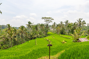 Rice fields and jungles at Bali island, Indonesia
