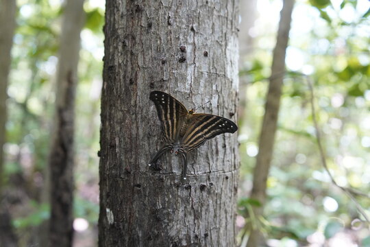Marpesia chiron (popularly called Many-banded Daggerwing in English) is a neotropical butterfly from the Nymphalidae family. Botanical Garden, Caucaia - Fortaleza - Cear&aacute;, Brazil.