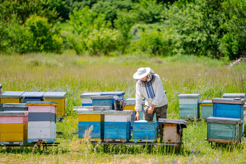Beekeeper is working with bees and beehives on the apiary. Beekeeping concept.