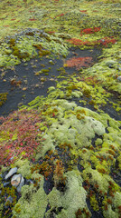 moosbedeckter Boden nahe Sólheimajökull, Südisland, Island