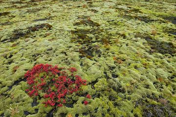 moosbedeckter Boden nahe Sólheimajökull, Südisland, Island