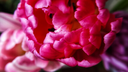 Bright pink petals of a peony tulip close-up.