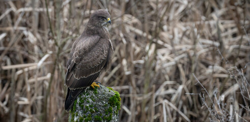 Buzzard, Elmelund, Denmark (Buteo buteo)