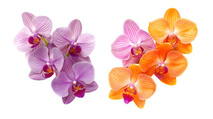 Orchid blossom collection, flower bundle in two colours (orange, violet) isolated on white background