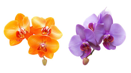 Orchid blossom collection, flower bundle in two colours (orange, violet) isolated on white background